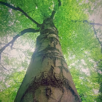 III_00016
